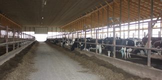 Freestall dairy barn