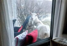 Porch goats and ladies who love them buttercup, the porch goat