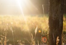 summer field