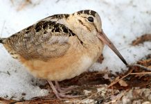 The woodcock’s sky dance American Woodcock