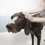 How to remove skunk odor from your pet dog getting a bath