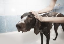 How to remove skunk odor from your pet dog getting a bath