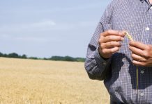 Farmers can’t ignore the grim economic reality farmer and wheat ag economy mental health