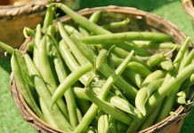 Spicy Green Beans Fresh Picked Green Beans in a basket