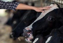 Tell, and retell, the dairy story cow