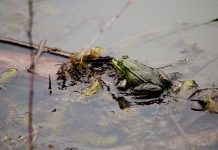 Vernal pools are essential to amphibians vernal pool