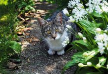 Petscaping: Using pet-friendly gardening techniques cat in a garden