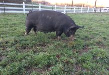 Raising pigs on pasture