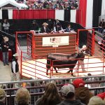 Ohio Beef Expo posts 2019 results Bull sells for $10,000