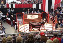 Ohio Beef Expo posts 2019 results Bull sells for $10,000