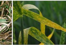 Plant diseases, pests ruining crops pests and crops