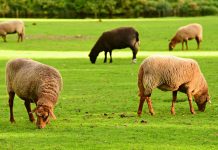 Be aware of spring grazing dangers grazing sheep