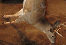 Chris Kick — Dec. 17, 2014 Chris Kick 2014 trophy deer