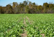 NRCS has up to $700 mil. for Conservation Stewardship Program cover crops, NRCS, conservation stewardship program, USDA