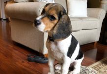 Beagle puppy taking over the house Gypsy