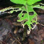 How to get rid of slugs in your garden slug damage