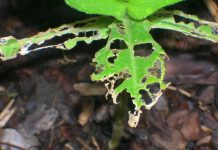 How to get rid of slugs in your garden slug damage