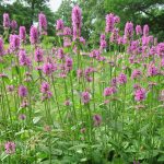 Stachys named perennial plant of the year stachys