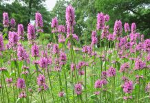 Stachys named perennial plant of the year stachys
