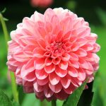 Consider planting summer blooming bulbs for variety Dahlia