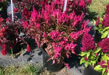 Top performers at the 2018 Penn State Flower Trials Celosia Kelos Atomic Neon Pink