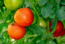 The best roads are the ones that lead you back home tomatoes