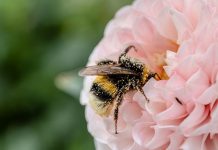 Penn State Master Gardeners honored for bee monitoring work bumble bee