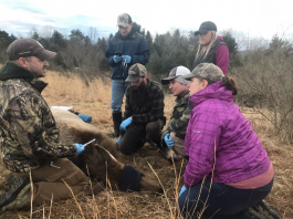 Pennsylvania Game Commission biologist with four Penn State students and their insturctor