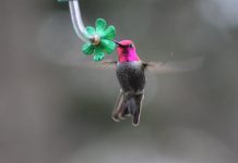It’s time to feed the hummingbirds Anna's hummingbird