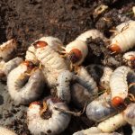 How to recognize and remedy grub infestations grubs