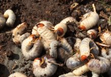 How to recognize and remedy grub infestations grubs