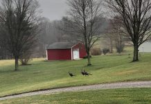 wild turkeys