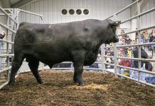 Performance-tested bull sale grosses $261,400 2019 Pennsylvania Bull Sale