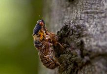 Cicadas to emerge in parts of Ohio, Pa. and West Virginia Cicada