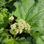 How to prevent rhubarb flowering Rhubarb flower