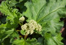 How to prevent rhubarb flowering Rhubarb flower