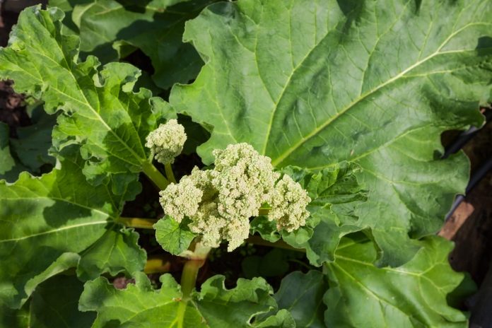 Rhubarb flower