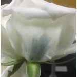 Blue roses could be coming to a garden near you Blue Rose