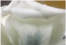 Blue roses could be coming to a garden near you Blue Rose