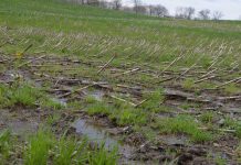Depressed grain markets, depressed farmers wet field, corn, delayed planting, Ohio farm,