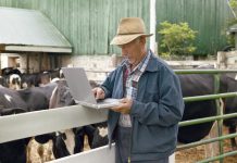 New web-based tool to help dairy farmers Dairy farmer working on a laptop in front of group of cows.