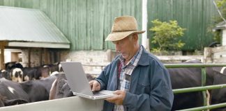 Dairy farmer working on a laptop in front of group of cows.