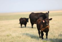 W.D. Farr Scholarship Program seeking applications cattle