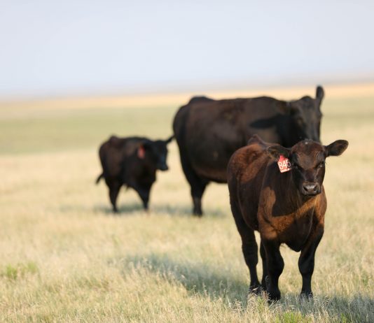 cattle