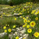 Ohio brownfield grants aid redevelopment Lakeside daisies