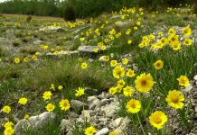 Ohio brownfield grants aid redevelopment Lakeside daisies