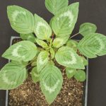 Fighting back against the pigweed family Palmer Amaranth