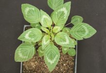 Fighting back against the pigweed family Palmer Amaranth