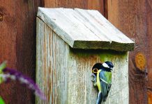 Be patient after setting up a nesting box nesting box