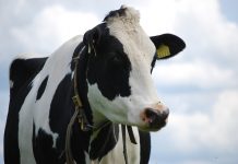 Student Leader Scholarship applications are due May 1 simmental cow